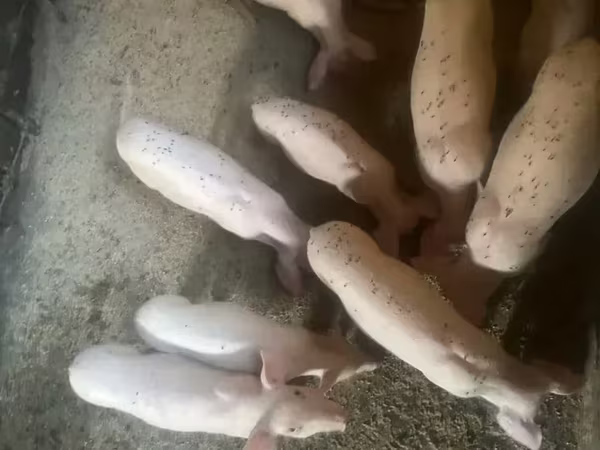 मादा सूअर, Ландрас