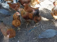 Chickens — photo 3