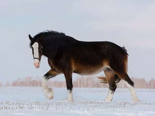 Кобыла, Шаир (Английский тяжеловоз)
