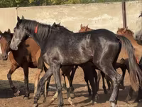 Caballo, Orlov Trotter — foto 4
