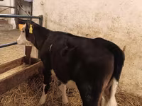 Vaca, Aberdeen-Angus — foto 1