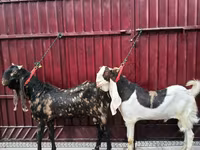 बकरा, Kamori goats — फ़ोटो 3