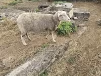 نعجة, Australian merinos sheep — الصورة 1