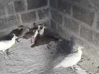 白色 — 照片 3
