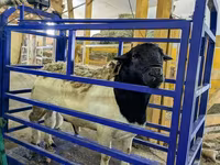 Brebis, Edilbay sheep — photo 4