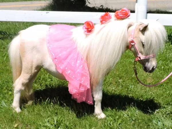 فرس, Palomino