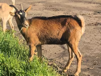Cabra, Alpine goat — foto 6