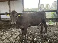 Vaca, Charolais cattle — foto 1