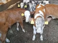 Taureau, Simmental cattle — photo 2