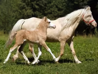 Cheval, American shetland pony — photo 2