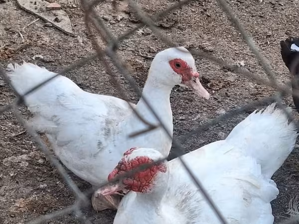 Canard musqué domestique