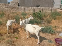 母山羊, Saanen goat — 照片 4