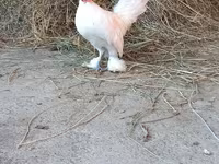 Japanisches Bantam — Foto 8