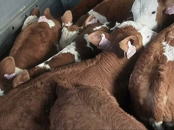 Taureau, Simmental cattle