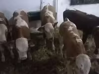 Skot (série, pohlaví neuvedeno), Simmental cattle — foto 3