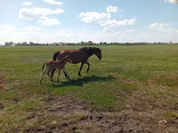 فرس, Kinsky horse — الصورة 6