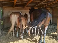 Mare, Horses — photo 6