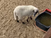公羊, Tsigai sheep — 照片 5