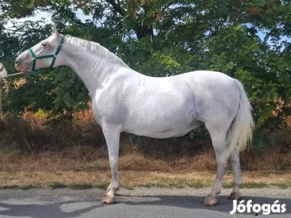 Mare, Lipizzaner