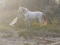 घोड़ा, Azerbaijan horse — फ़ोटो 2