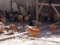 Gallina checa dorada veteada — foto 2