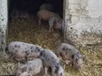 Pigs (batch, sex not specified), Вьетнамская вислобрюхая — photo 4