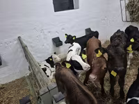 Touro, Russian Black pied cattle — foto 5