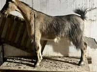 Chèvre, Alpine goat — photo 3