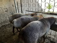 Beran, Ovce — foto 7