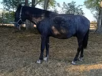 公马, Lipizzaner — 照片 2