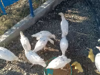 Ducks — الصورة 2