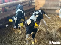 ثور, Russian Black pied cattle — الصورة 5