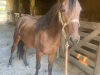 Cheval, Rocky Mountain Horse — photo 3