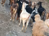 Cabra, Damask goat — foto 5