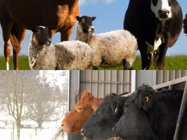 Byk, Russian Black pied cattle
