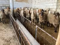 Brebis, Awassi sheep — photo 2