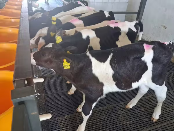 公牛, Russian Black pied cattle