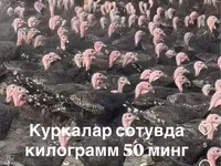Słoweńska Silver Hen — zdjęcie 4