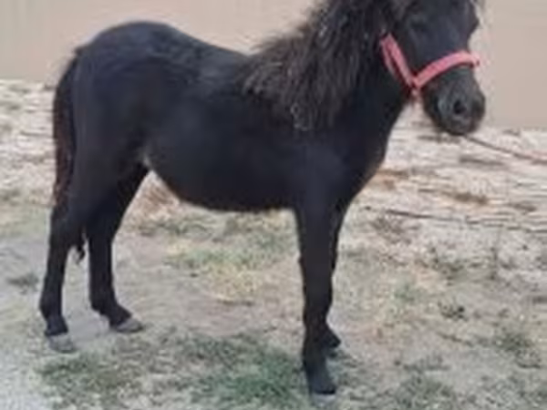 Кінь, Shetland Pony