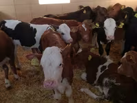 Bovins (lot, sexe non indiqué), Simmental cattle — photo 1