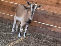 बकरी, West African dwarf goats — फ़ोटो 4