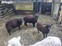 Oveja, Southdown sheep — foto 1
