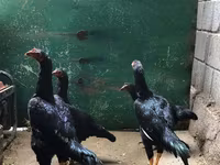 Shamo chickens — foto 2