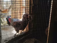 Chickens — 照片 2