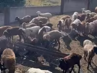 Brebis, Edilbay sheep — photo 6