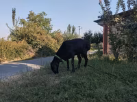 كبش, Red Karaman sheep — الصورة 2