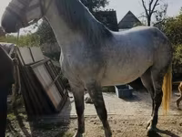Кобила, Andalusian horse — фото 1
