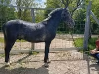 Kůň, Lipizzaner — foto 2