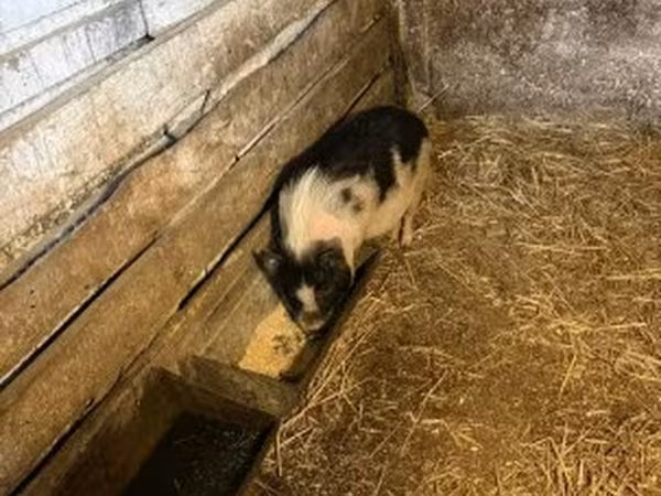 Säue, Schweine