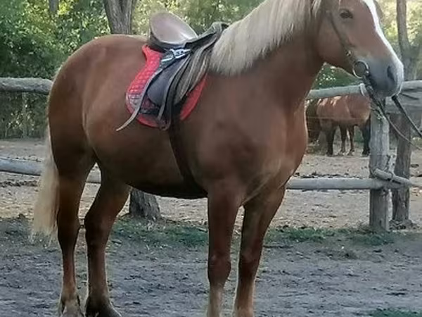 Stute, Haflinger